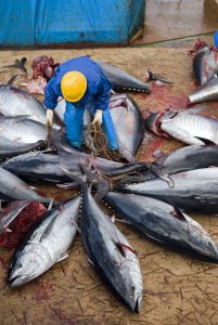 Japanese fishing ship crew cleaning Bluefin tunas