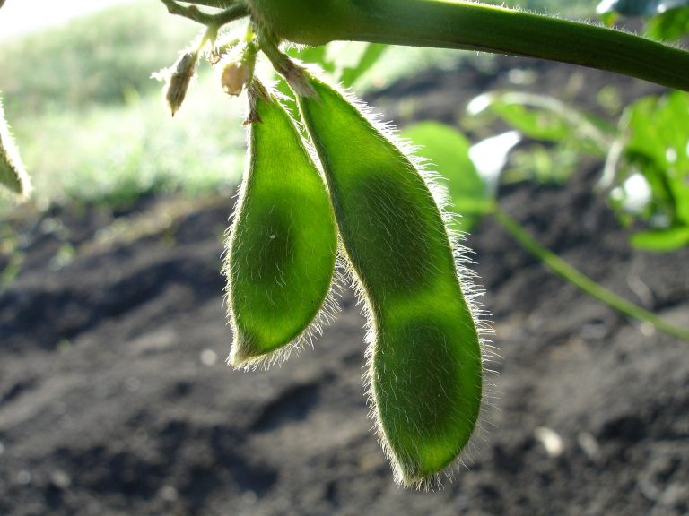 Šokující studie: Pěstování geneticky modifikovaných plodin způsobuje dětem genetické poškození organismu