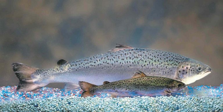 Ryba jménem „Frankenfish“! Kanada dala poprvé v historii zelenou geneticky modifikovanému lososovi, protesty nejsou nic platné