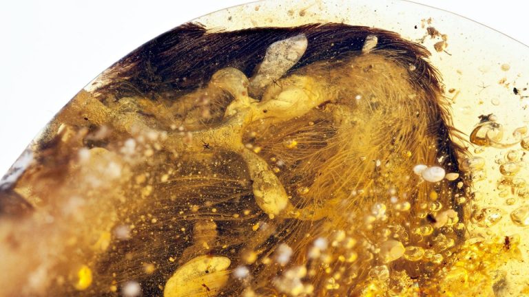 Jurský park žije? Vědci našli 100 milionů let stará ptačí křídla zakonzervovaná v jantaru