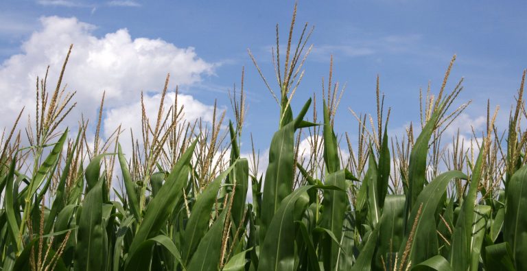 Přátelská houba na každou farmu? Monsanto chystá další „lahůdku“