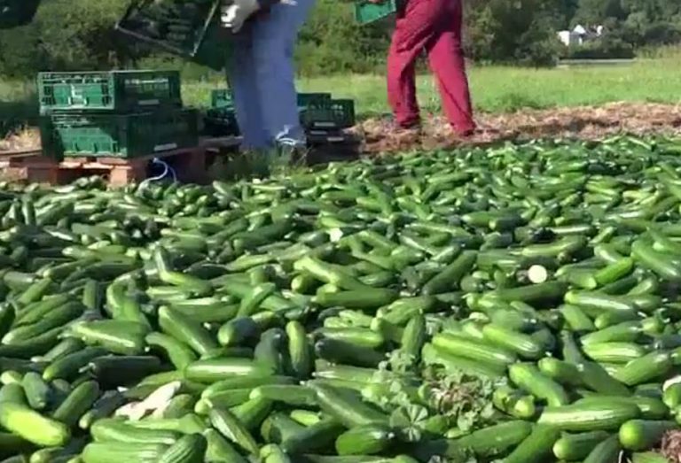 Video: Stovky kilogramů biookurek musely být zničeny, protože nebyly zabalené v plastu. Obalové šílenství a škoda za miliony