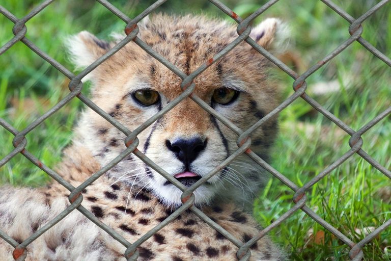 V zoologických zahradách dochází k masivnímu nasazení psychofarmak. Zvířata přežívají na diazepamu
