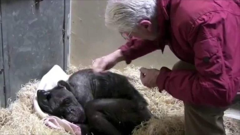 Video: Umírající šimpanzici navštívil muž, který se o ni v mládí staral. Ta jej poznala a z posledních sil ho začala hladit a objímat