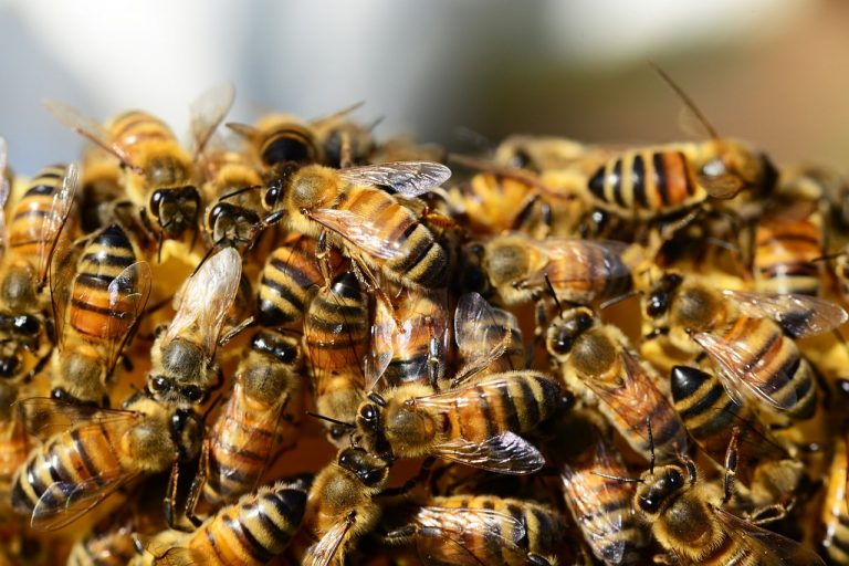 Nová studie EU potvrzuje: Za masivní vymírání včel mohou pesticidy