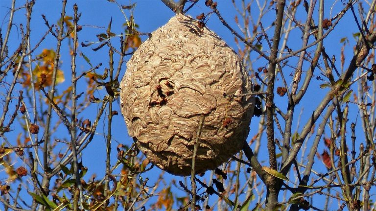 Invazivní druh asijských sršňů, který se objevil v britském květáku, ukousává hlavy včelám medonosným