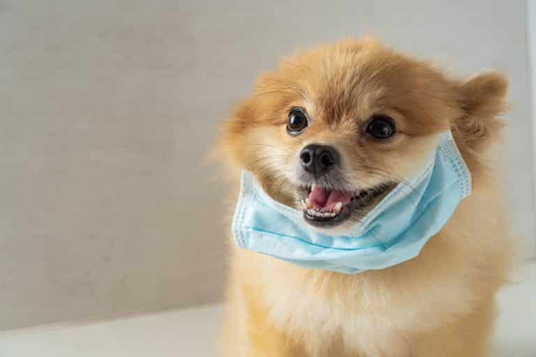 Jak to vidí Vidlák: Život je PES